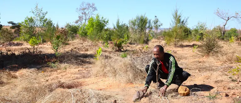 François plants a young rosewood tree