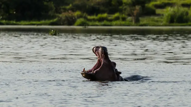 A hippo in Murchison Falls National Park in Uganda. IIED is helping the Uganda Wildlife Authority to address wildlife crime through community engagement (Photo: Mirko Eggert, Creative Commons, via Flickr)