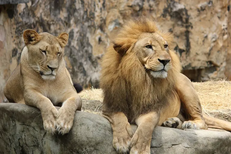 Living in close proximity to wildlife is not a neutral-impact relationship (Photo: Creative Commons, via Pixaby)