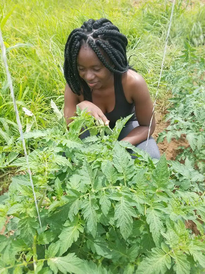 A young farmer inspecting crops (Photo: Tamara Kaunda)