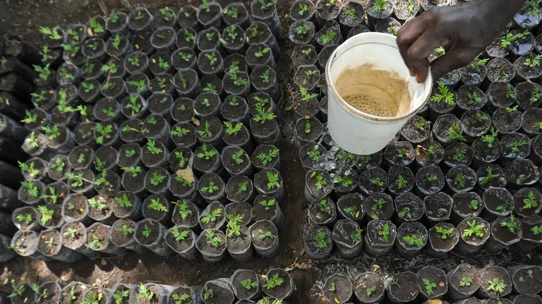 Financing forest-related enterprises in ways that reduce both deforestation and poverty is critical to climate action and sustainable development (Photos: K Traumann/CGIAR, Creative Commons via Flickr)
