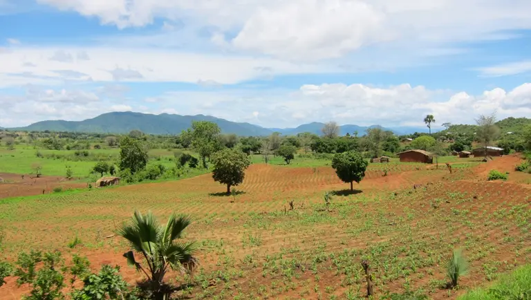 Agriculture is the mainstay of Malawi’s economy and climate change is expected to impact crop yields and food security (Photo:   Martijn.Munneke, Creative Commons via Flickr)