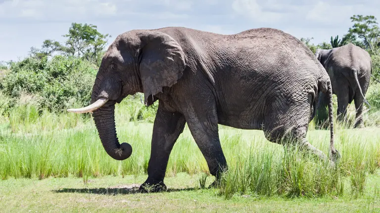 An elephant in Uganda's Murchison Falls National Park. Efforts to combat illegal trade in high-value commodities such as tusks depend largely on the support of local communities.(Photo: Jurriaan Persyn, Creative Commons via Flickr)