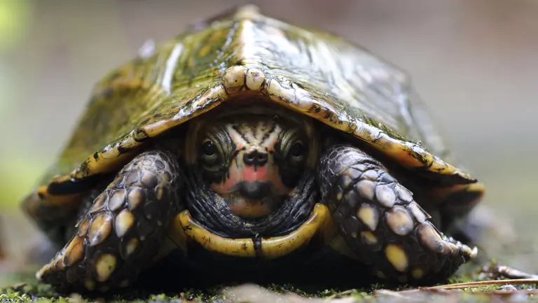 The endangered Ryukyu Black-breasted Leaf Turtle has been designated as a National Natural Monument of Japan (Photo: Patrick Randall, Creative Commons via Flickr) 