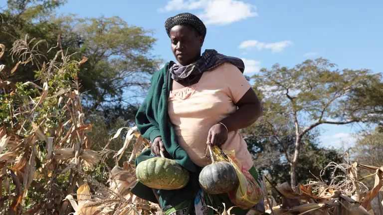 Smallholder farmer with pumpkins she harvested in her maize field in Chongwe, Zambia (Photo: Tsvangirayi Mukwazhi)
