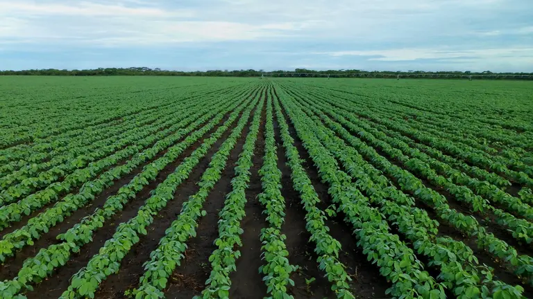 Many crops today are grown in monocultures like this soybean field (Photo: via Pixabay)