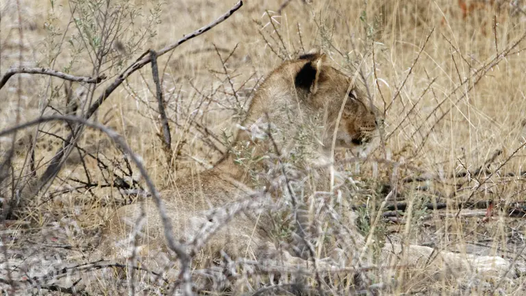Recovering wildlife populations in Namibia are largely attributed to policies that give local people rights to benefit from wildlife on their land (Photo: Ronald Woan, Creative Commons via Flickr)