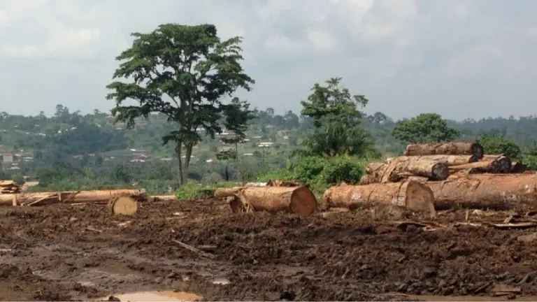 Unprocessed timber in a log yard in Cameroon