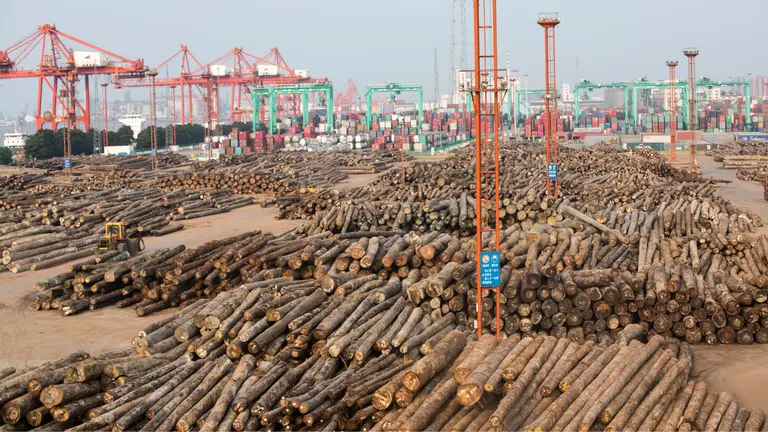 Vast quantities of logs being unloaded in the port of Zhangjiagang, South-East China.