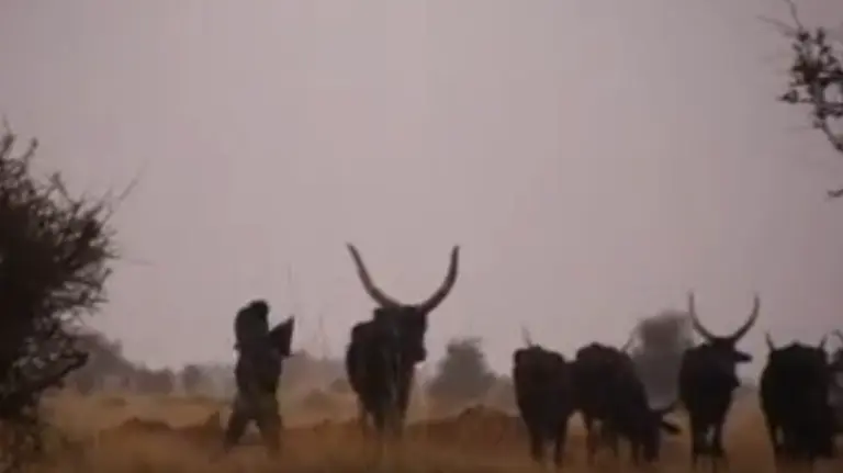 A shot from the Herding Chaos film made by Saverio Krätli