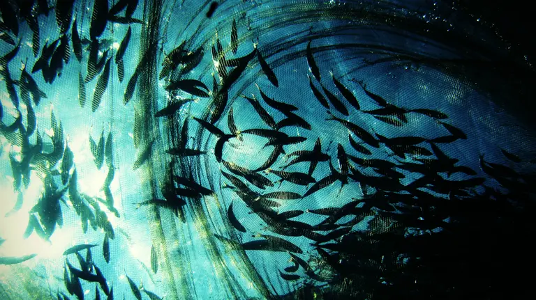 A shoal of muguraan circle above a bait net