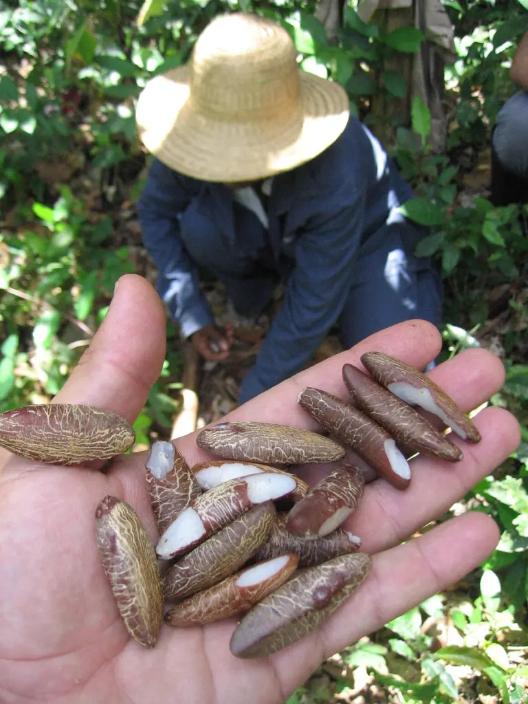 The nuts of the Babacu palm have a high oil content and many uses (Photo: JcPietro, Creative Commons via Wikimeida)