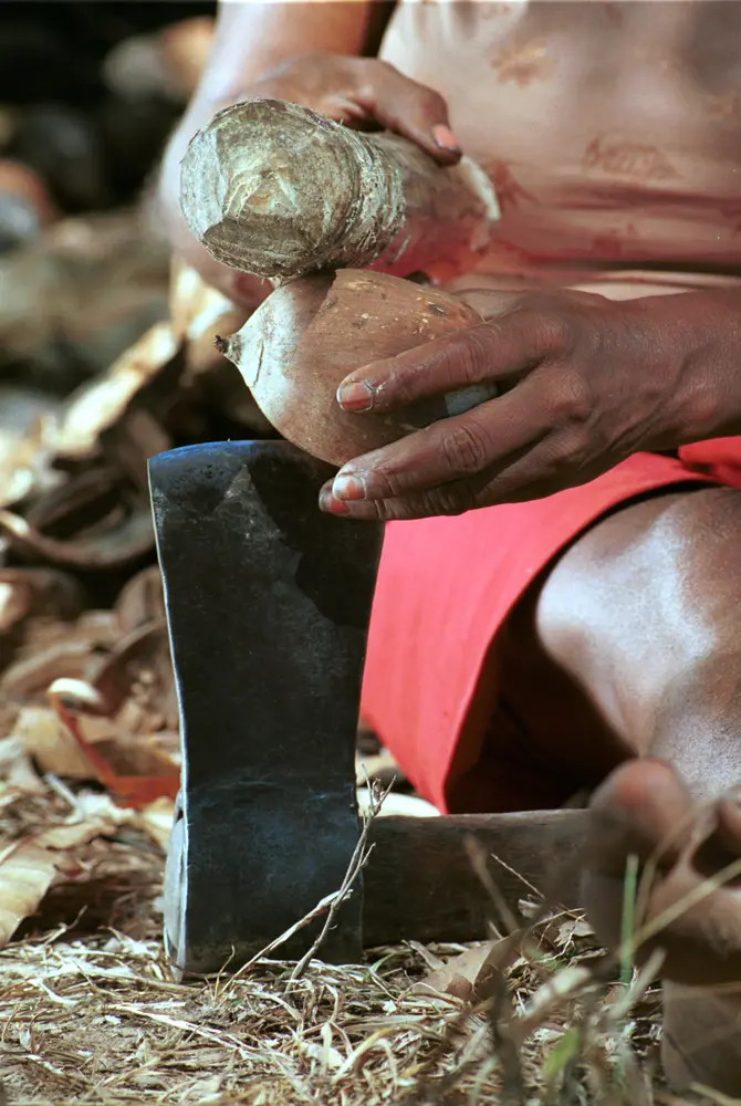 As mulheres são hábeis em colher nozes de babaçu, mas precisam de muito apoio para acessar o financiamento (Foto: JcPietro, Creative Commons via Wikimeida)