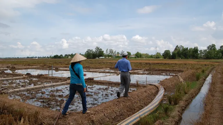 This project was designed improve adaptive capacity of rice production systems in the Mekong Delta in Vietnam (Photo: V. Meadu, CCAFS, Creative Commons via Flickr)