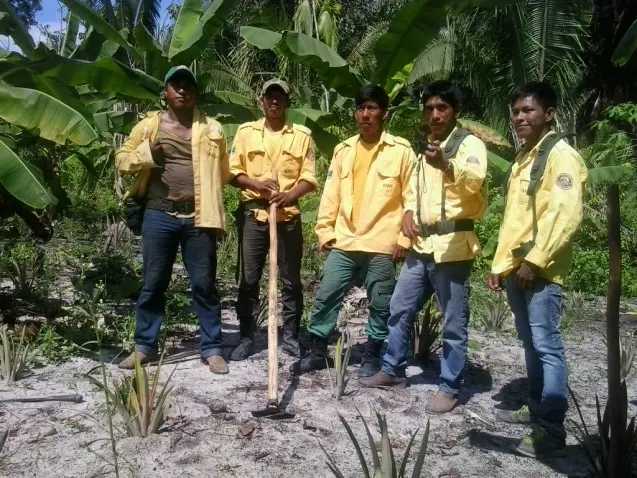 A tribo indígena dos caiapós plantou cerca de 2.000 árvores como parte de seu projeto para estabelecer um sistema agroflorestal (Foto: Dema Fund)