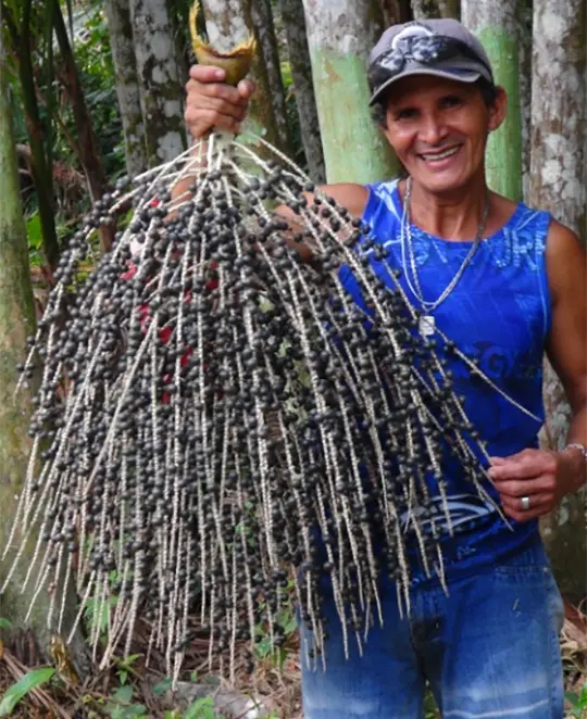 O fundo geral treinou famílias do campo para o manejo sustentável de açaizais. (Foto: Fundo Dema)