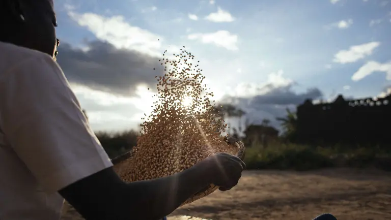 Bester Glandson was lent land and taught to grow soy and groundnuts with support from the National Smallholder Farmers' Association of Malawi (NASFAM) (Photo: Olivier Girard/EIF, Creative Commons via Flickr)
