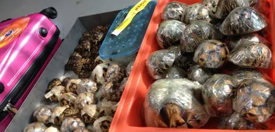 Ploughshare and radiated tortoises that have been seized in Bangkok will be among the case studies presented at a wildlife crime symposium in South Africa (Photo: Panjit Tansom/TRAFFIC)