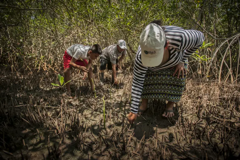 Restoring mangroves (Photo: Orsibal Ramírez/IUCN)