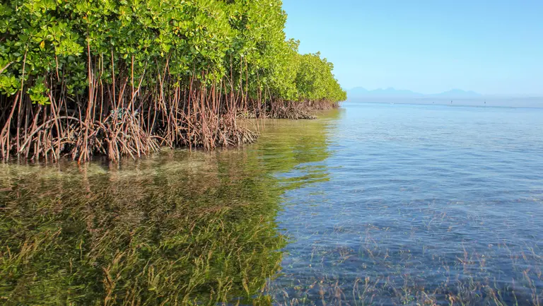 Mangroves and seagrasses in Lembongan, Indonesia. Conserving mangrove forests be part of ecosystem-based adaptation, protecting coastlines and biodiversity (Photo: Steven Lutz/Blue Forests, Creative Commons via Flickr)