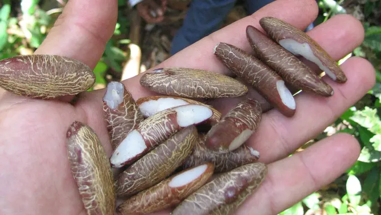 The nuts of the Babacu palm have a high oil content and many uses. The Babacu Fund is delivering climate finance to landless palm nut collectors in the Brazilian Amazon (Photo: JcPietro, Creative Commons via Wikimeida)