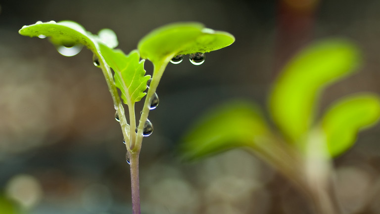 Seedlings. Impact investing directs investment capital to enterprises delivering positive environmental and social impacts, and could play an important role in financing sustainable development (Photo: Geoff Maddock, Creative Commons via Flickr)