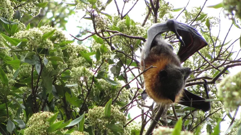 A fruit bat