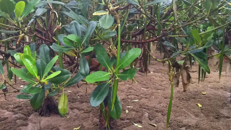 Mangrove reforestation project
