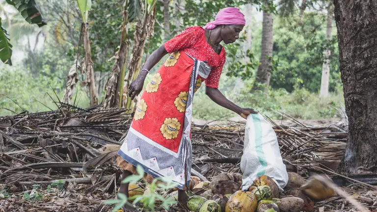 A woman harvests palm fruit in Tanzania