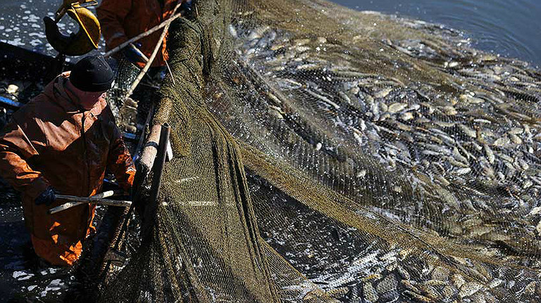 A fisherman looks at his latest huge catch of fish caught in nets