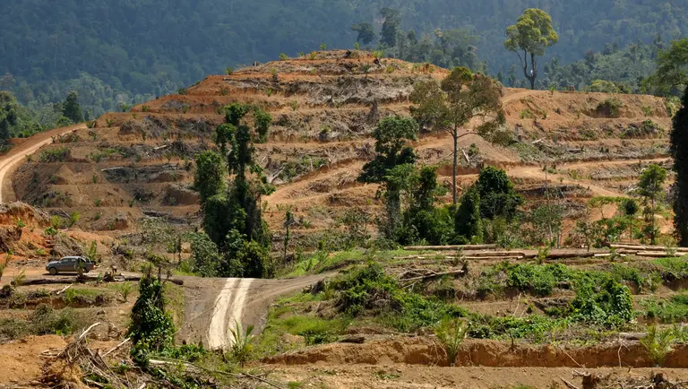 A road through deforested land