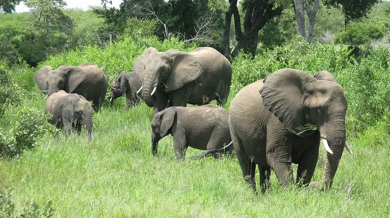 A herd of elephants (Photo: Sean Habig, Creative Commons, via Flickr)