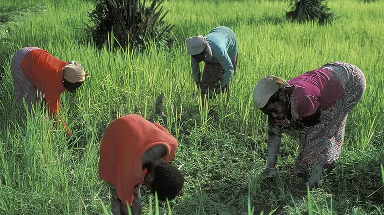 Four women farmers bend over to work their land 