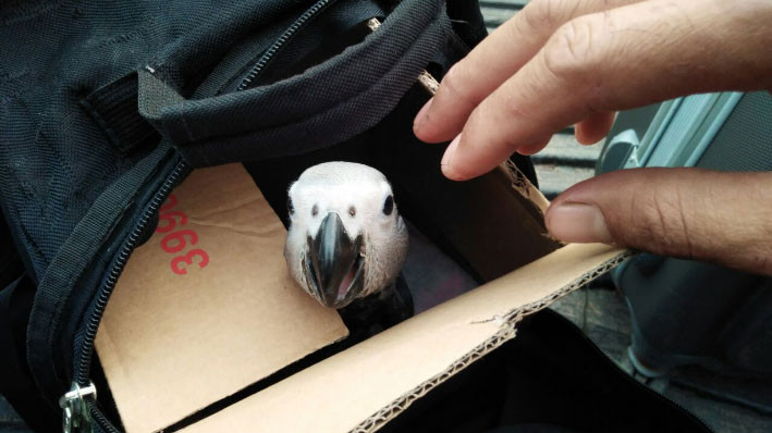 A parrot looking out of a cardboard box in a shopping bag