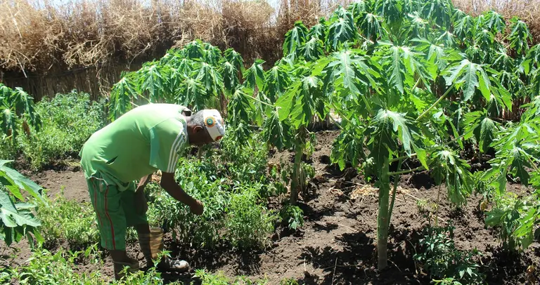 A man bends over to tend his crops in a field