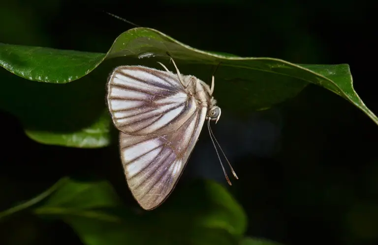 A butterfly