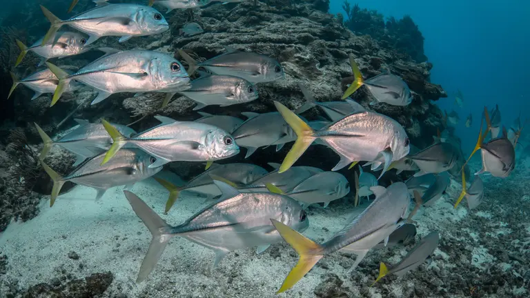 A shoal of fish
