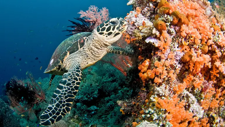 a turtle