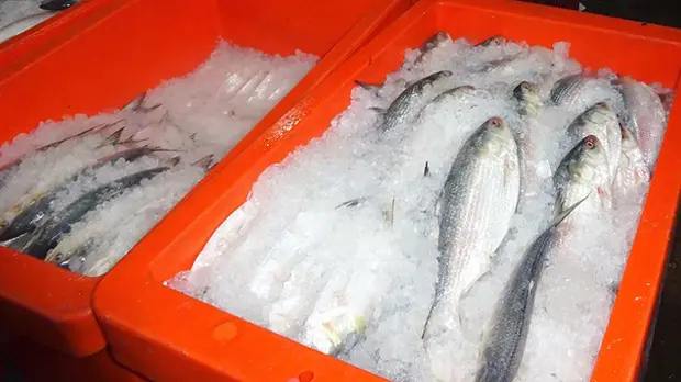 Plastic boxes containing fish and ice