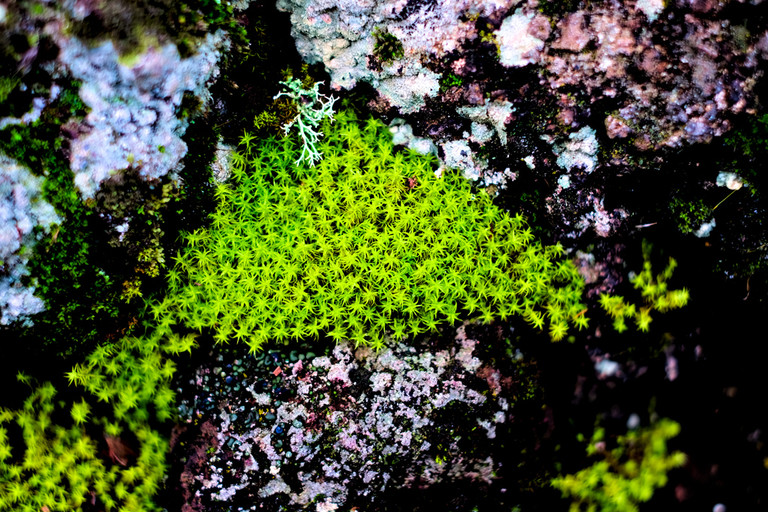 Close up of colourful moss