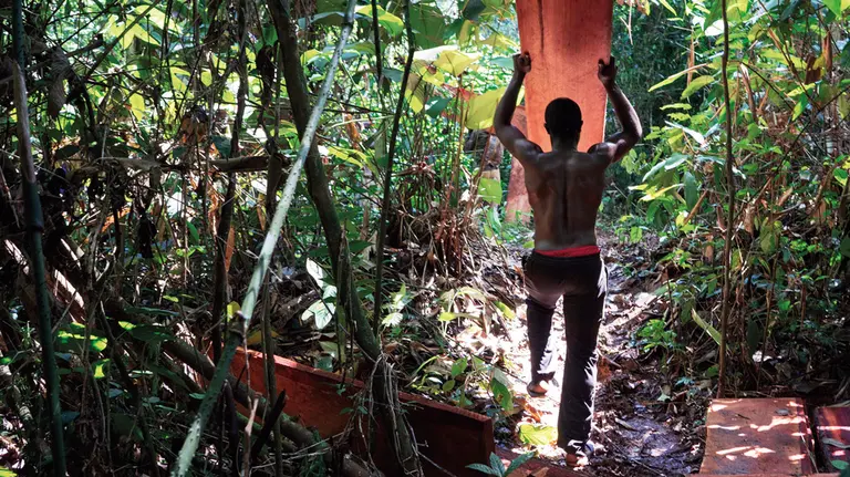 Man in forest lifting timber