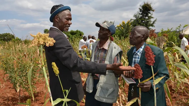 Farmers looking at plants