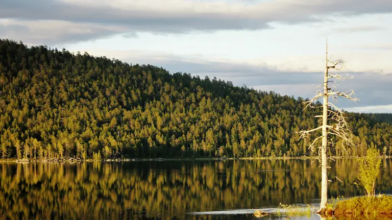 A large forest is reflected in the water in the foreground