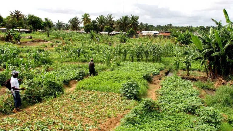 Two farmers tend small patches of various crops