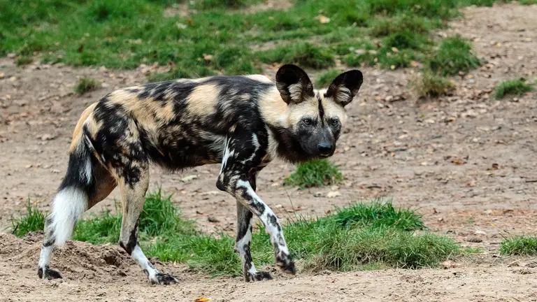An African wild dog