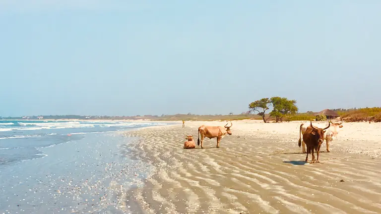 A beach with cows