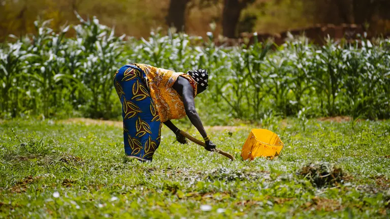 A woman farmer bends over to tend crops in a field