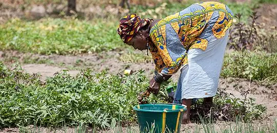 A woman farmer