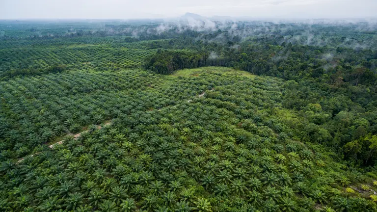 aerial view of an oil palm plantation