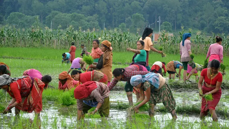 Women farmers bending over planting crops in a paddy field